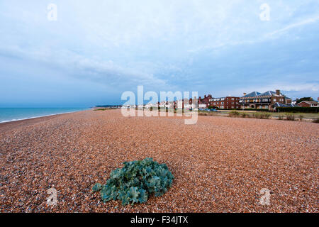 L'aube l'aube sur la plage de galets à traiter resort town sur la côte du Kent. Large vue sur la plage avec chou sauvage dans l'avant-plan. Banque D'Images