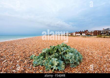 L'aube l'aube sur la plage de galets à traiter resort town sur la côte du Kent. Large vue sur la plage avec chou sauvage dans l'avant-plan. Banque D'Images