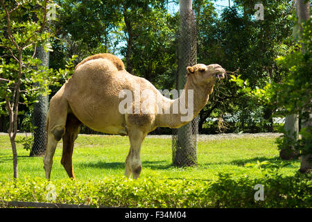 Dromedary Camels Banque D'Images