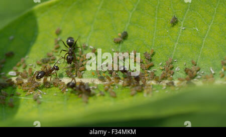 Les pucerons se nourrissent de la sève d'une plante l'asclépiade commune, tandis qu'une colonie de fourmis miellat des pucerons de la percevoir comme des animaux de ferme Banque D'Images