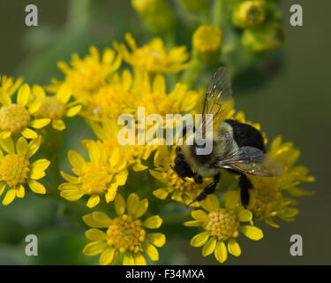 Un bourdon (sauvage Bumbus) se nourrit de nectar et pollenates a Stiff Houghton (Solidago rigida) fleur. Banque D'Images