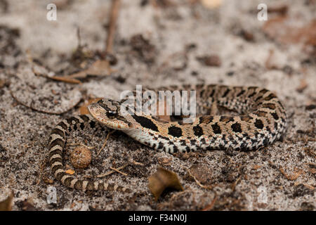 Nouveau-né - la couleuvre à nez plat (Heterodon platyrhinos Banque D'Images