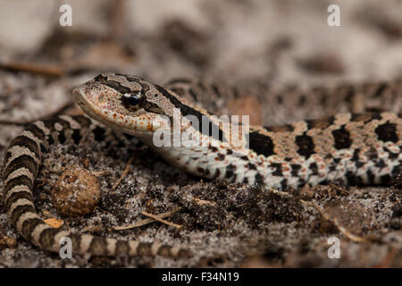 Nouveau-né - la couleuvre à nez plat (Heterodon platyrhinos Banque D'Images