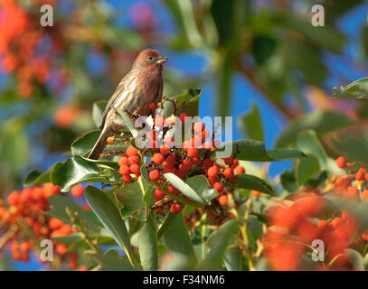 Roselin familier (Carpodacus mexicanus) manger des fruits de l'Arbousier, Gabriola Island, British Columbia, Canada Banque D'Images