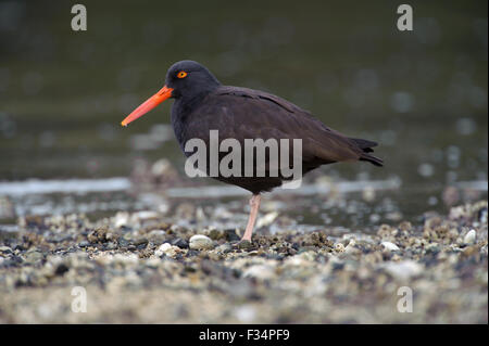 (Huîtrier Haematopus bachmani), briqueteries, Gabriola Island (Colombie-Britannique), Canada Banque D'Images
