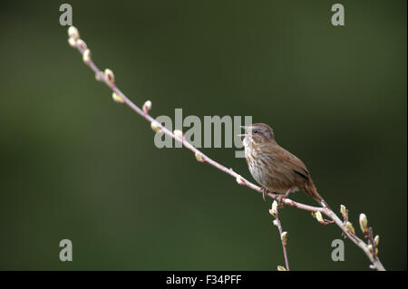 Bruant chanteur (Melospiza melodia), Drumbeg Provincial Park, Gabriola Island (Colombie-Britannique), Canada Banque D'Images