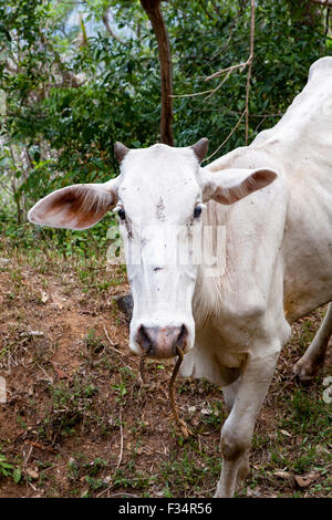 Féminin blanche carabao, Bubalus bubalis, également connu sous le nom de carabao cambodgienne. Banque D'Images