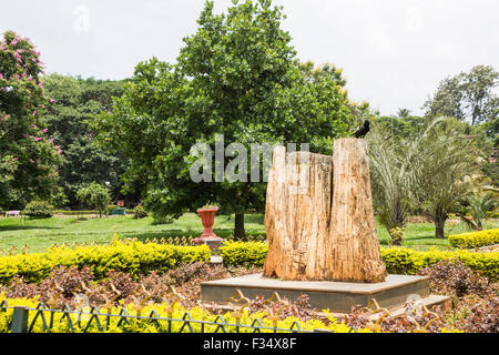 Petrified conifère fossile, jardin botanique Lalbagh, Bangalore, Karnataka, Inde Banque D'Images