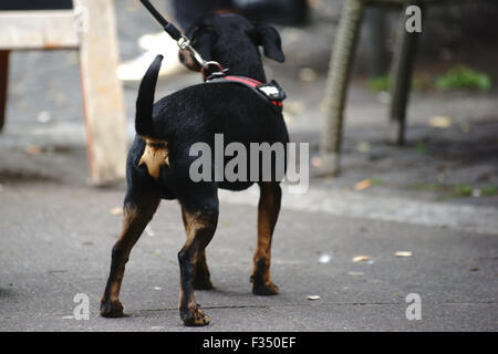 Pinscher allemand Banque D'Images