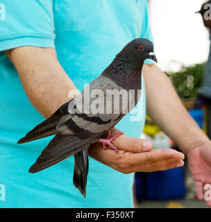 Un pigeon assis sur la paume d'une main tout en étant nourris mans Banque D'Images