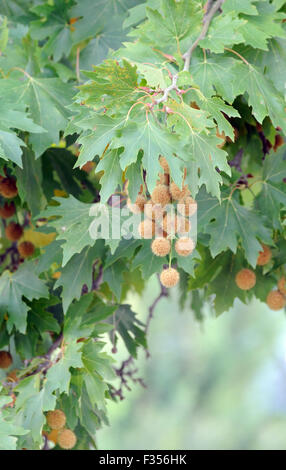 Les fruits, des akènes de balles, s'accrocher, à partir d'un avion (Platanus espèce) arbre. Pellumbas, Albanie. Banque D'Images