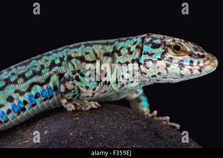 Ibiza lézard des murailles (Podarcis pityusensis formenterae) Banque D'Images