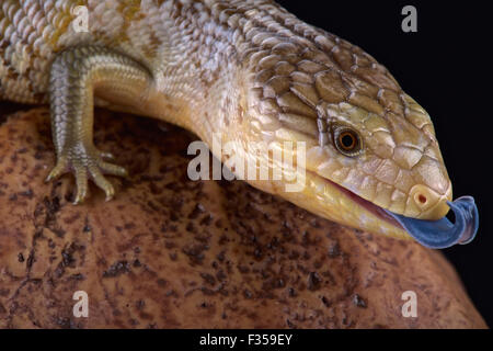 Tanimbar scinque langue bleue (Tiliqua scincoides chimerea) Banque D'Images