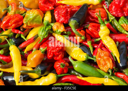 Piments frais assortis (aji limon, jalapeno, jalapeno pourpre, Scotch Bonnet, bird's eye, naga, aci sivri) cultivés dans le Royaume-Uni. Banque D'Images