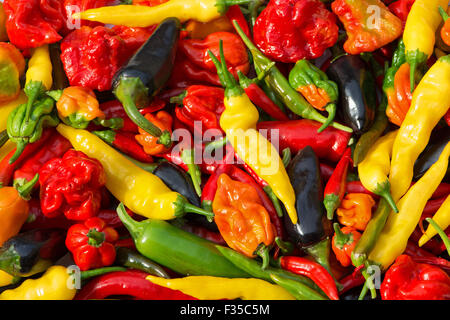 Une variété de piments frais (aji limon, jalapeno, jalapeno pourpre, Scotch Bonnet, bird's eye, naga, aci sivri) cultivés dans le Royaume-Uni. Banque D'Images