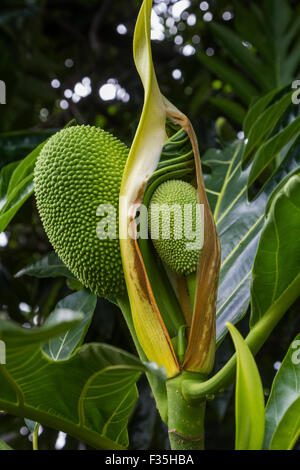 Le jacquier Artocarpus Heterophyllus ou est une espèce d'arbre et originaire de régions de l'Asie du Sud et du sud-est. Banque D'Images