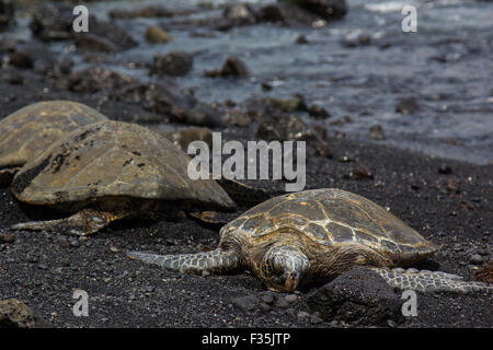 Les tortues vertes sont trouvés dans le monde entier, y compris Hawaï, ils sont habituellement trouvés dans les eaux tropicales. Banque D'Images