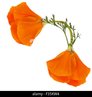 Coin de deux fleurs de pavot de Californie (Eschscholzia californica Pavot de Californie, d'or, la lumière du soleil, tasse d'or) isolé sur Banque D'Images