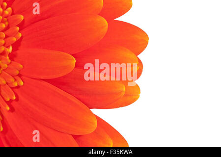 La moitié des gerberas sur fond blanc Banque D'Images