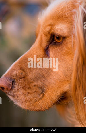 Close up of dog's profile. Spaniel Banque D'Images