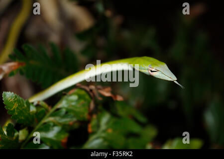 Petit serpent de vigne verte