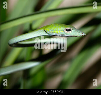 Petit serpent de vigne verte