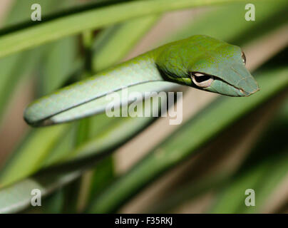 Petit serpent de vigne verte