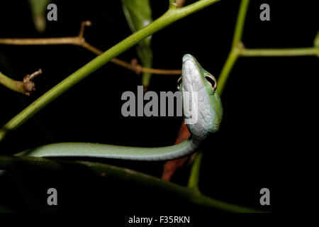 Petit serpent de vigne verte