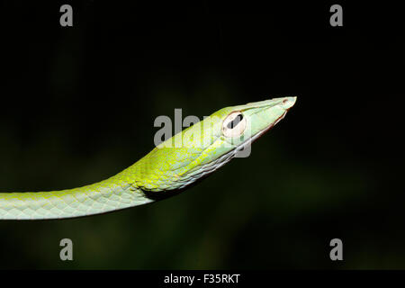 Petit serpent de vigne verte