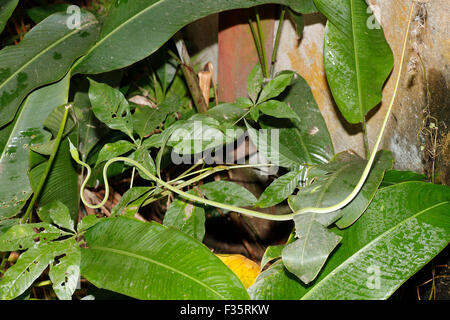 Petit serpent de vigne verte