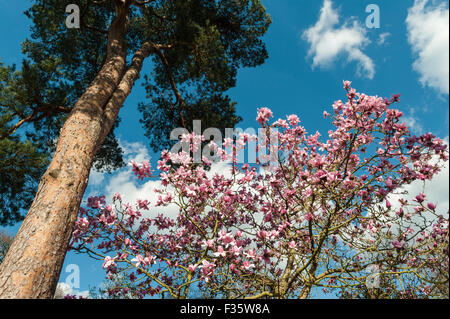 Du RHS Gardens at Wisley, Surrey, UK. Magnolia au printemps Banque D'Images