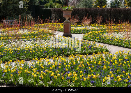 Du RHS Gardens at Wisley, Surrey, UK. Les jonquilles et le cornouiller au printemps Banque D'Images