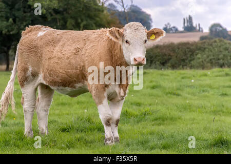Les jeunes vaches Simmental Berkshire UK Banque D'Images