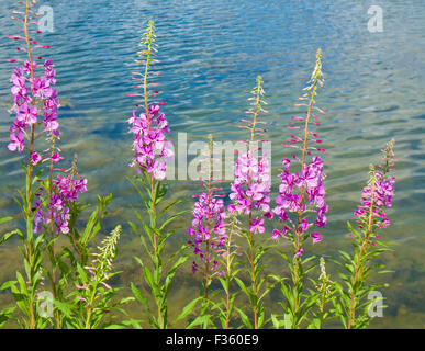 Peu de fleurs sauvages épilobe près de l'eau, horizontal Banque D'Images