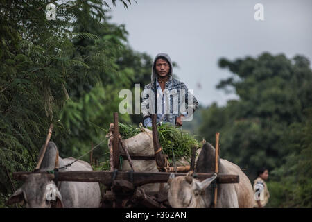 Agriculteur avec buffles d'eau et sol en bois panier dans un petit village près de Kalaw, Shan State, Myanmar Banque D'Images