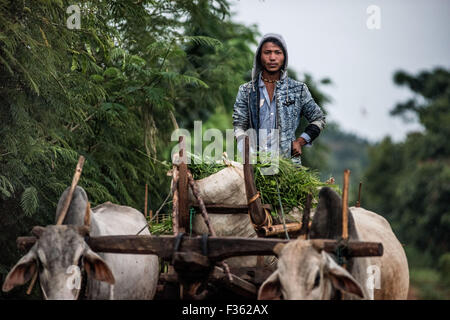 Agriculteur avec buffles d'eau et sol en bois panier dans un petit village près de Kalaw, Shan State, Myanmar Banque D'Images