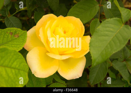 Jardin de Rose Hill, parc Manito, Spokane, Washington Banque D'Images