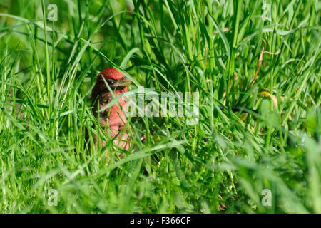 Common rosefinch hommes cachés dans l'herbe. Banque D'Images
