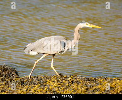 Grand Héron (Ardea herodias), les promenades le long du rivage à Drumbeg Provincial Park, Gabriola Island (Colombie-Britannique), Canada Banque D'Images