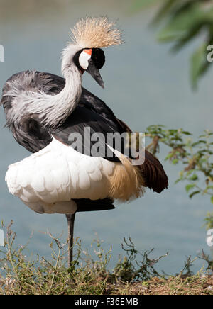 Vue d'une grue royale de l'Afrique de l'Est (Balearica Regulorum Gibbericeps) à Wingham Wildlife Park Banque D'Images