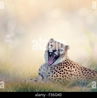 Le guépard se reposant sur l'herbe Banque D'Images