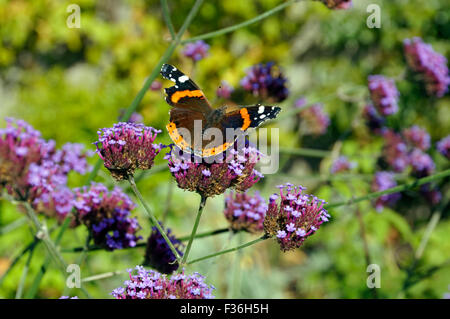 L'amiral rouge butterfly ( Vanessa atalanta ) Physic Garden, Bridgend, Vale of Glamorgan, Pays de Galles, Royaume-Uni. Banque D'Images