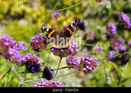 L'amiral rouge butterfly ( Vanessa atalanta ) Physic Garden, Bridgend, Vale of Glamorgan, Pays de Galles, Royaume-Uni. Banque D'Images