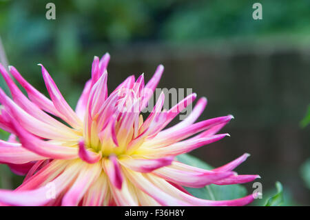 Fleur rose avec un fond vert Banque D'Images