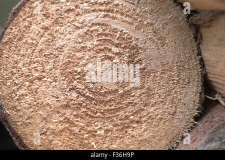 Fin d'un journal indiquant haché grain rugueux Banque D'Images