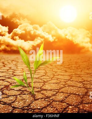 Green plant growing trough dead soil Banque D'Images