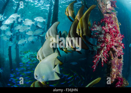 Une école de petit spadefish ou platax teira, platax, avec les coraux mous sous la jetée à Arborek, île du Détroit de Dampier, Raja Banque D'Images