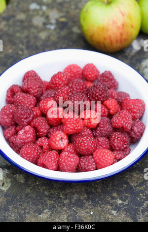 Rubus idaeus 'Autumn Bliss'. Fruits rouges fraîchement cueillis dans un bol de l'émail. Banque D'Images