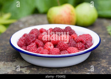 Rubus idaeus 'Autumn Bliss'. Fruits rouges fraîchement cueillis dans un bol de l'émail. Banque D'Images