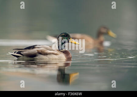 Paire de Canards colverts sauvages / / Stockenten ( Anas platyrhynchos ) son plumage mue le long de la natation. Banque D'Images